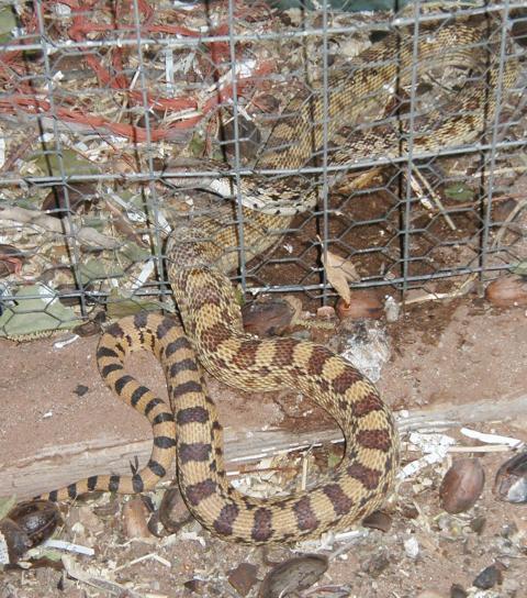 31175_snake_in_fence_005.jpg