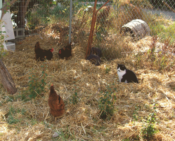 31221_catnchickels.gif
