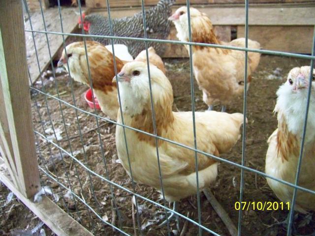 31254_bwpullet1.jpg