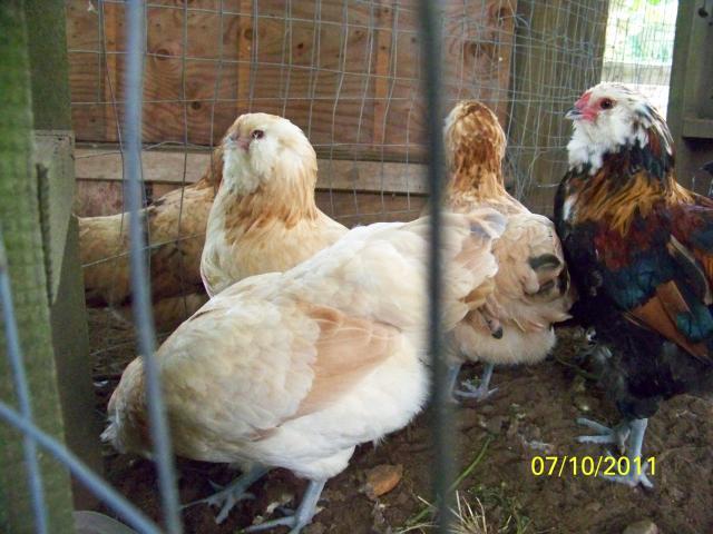 31254_bwpullet2.jpg
