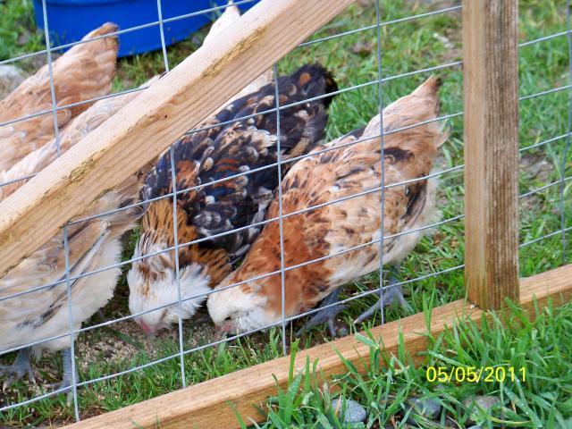 31254_wheaton_ameraucana_pullet1.jpg