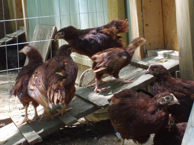 31282_06-05-10_010.jpg
