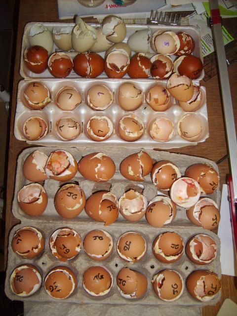 31282_06-05-10eggshatched_001.jpg