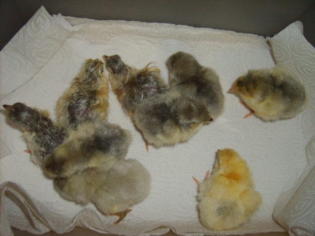 31282_06-12-10_hatch_014.jpg