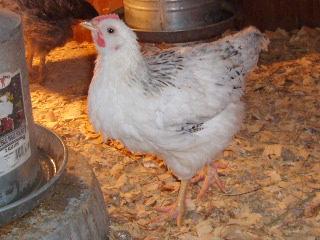 31282_1-07-09_halloween_hatch_growth_003.jpg