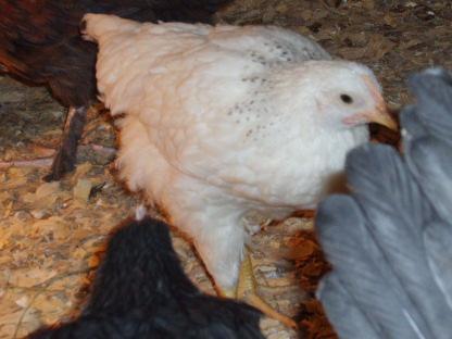31282_1-07-09_halloween_hatch_growth_019.jpg