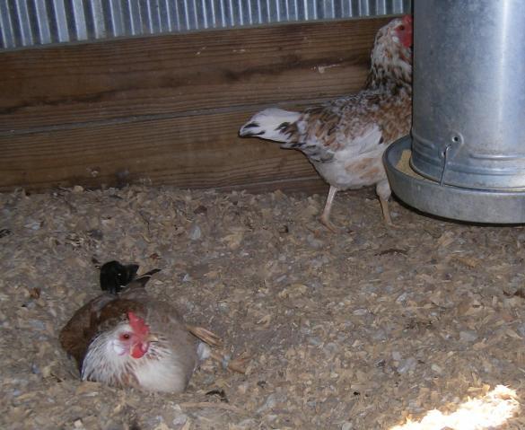 31282_1-28-2011misc004a.jpg