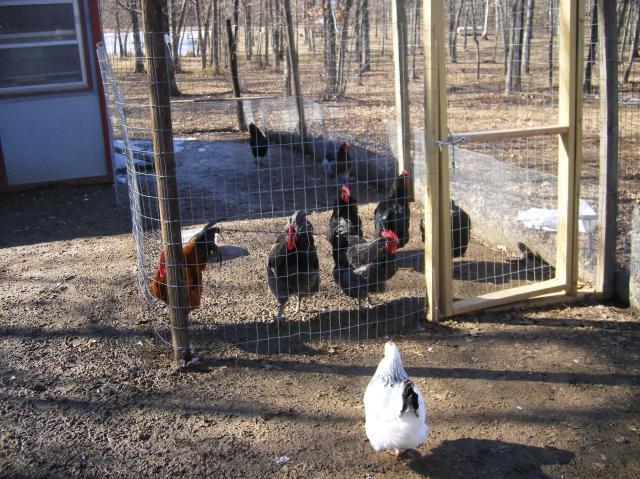 31282_1-28-2011misc029.jpg
