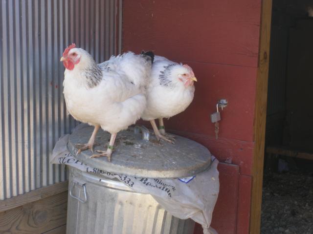 31282_1-28-2011misc030.jpg