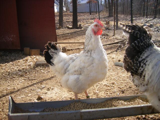 31282_1-28-2011misc034.jpg
