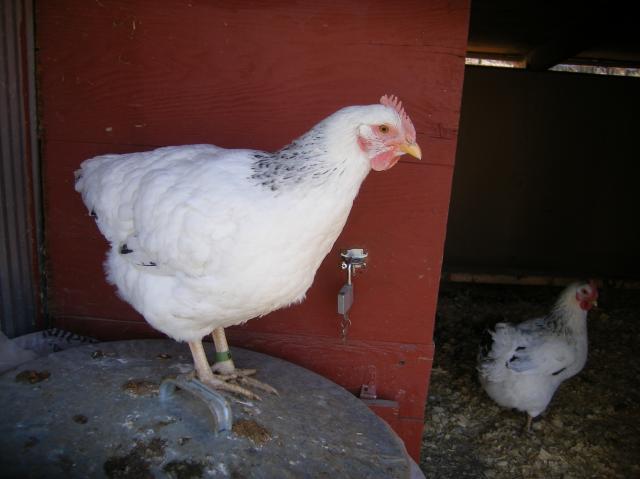31282_1-28-2011misc037.jpg