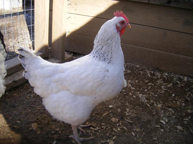 31282_1-28-2011misc041.jpg