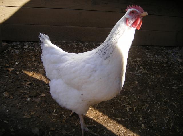 31282_1-28-2011misc042.jpg