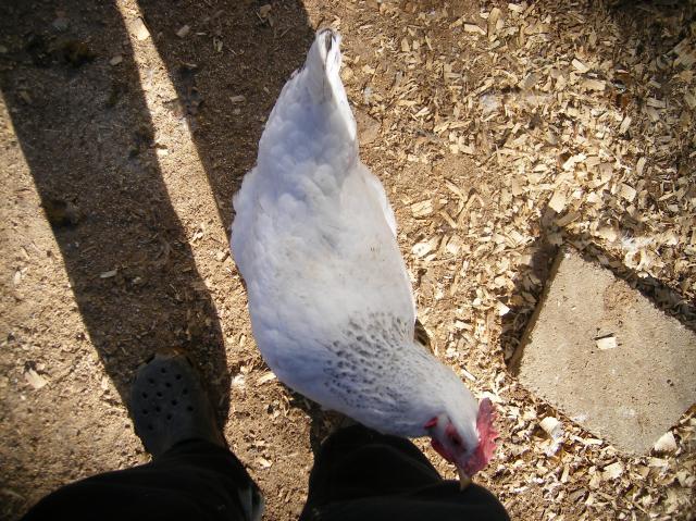 31282_1-28-2011misc043.jpg