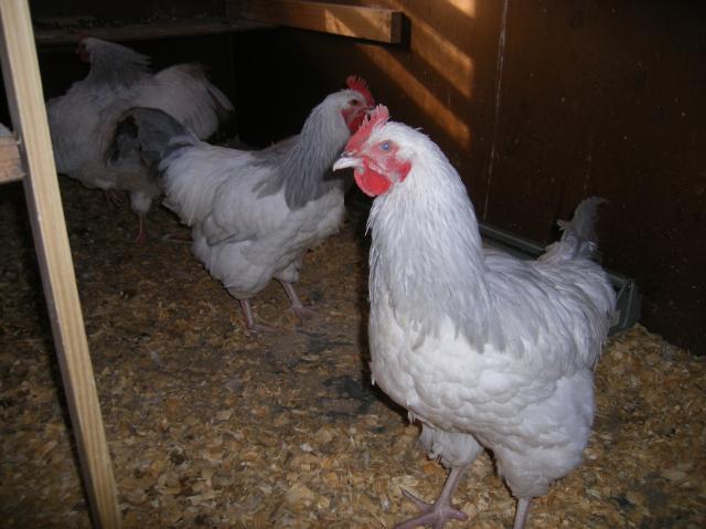 31282_1-28-2011miscell005.jpg