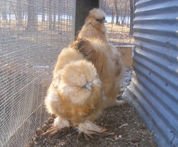 31282_1-28-2011miscell078.jpg