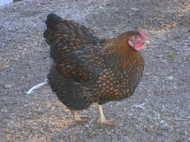 31282_1-28-2011miscell111.jpg