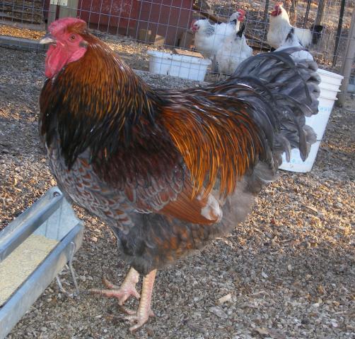 31282_1-28-2011miscell113.jpg