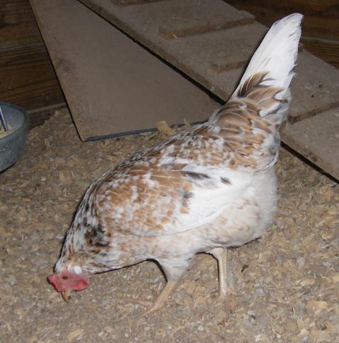 31282_1-28-2011miscell189.jpg
