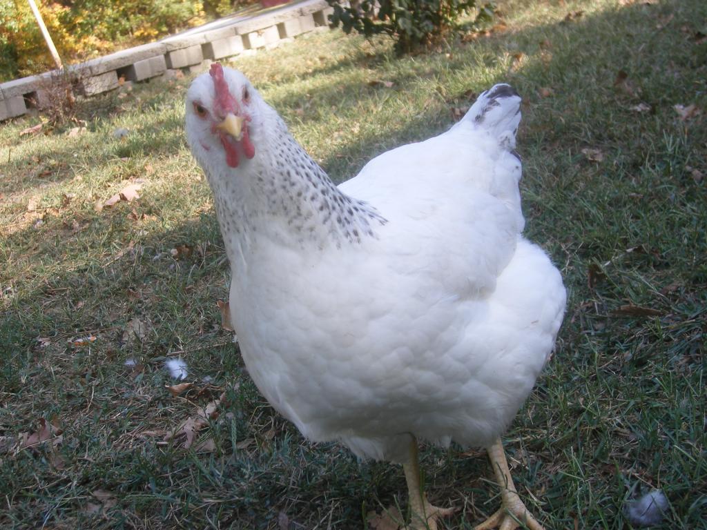 31282_10-13-2011br023.jpg