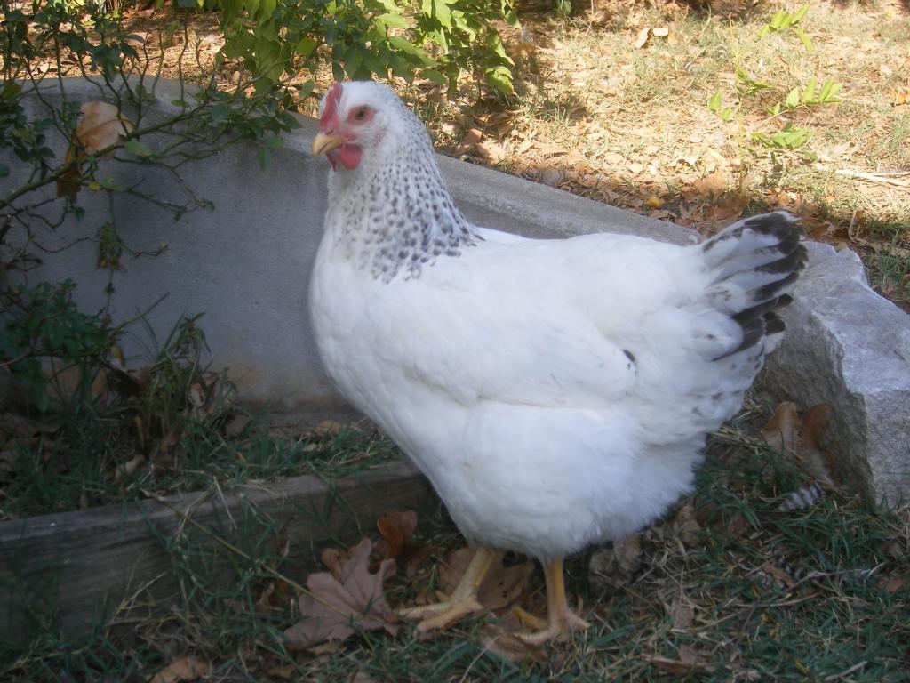 31282_10-13-2011br024.jpg