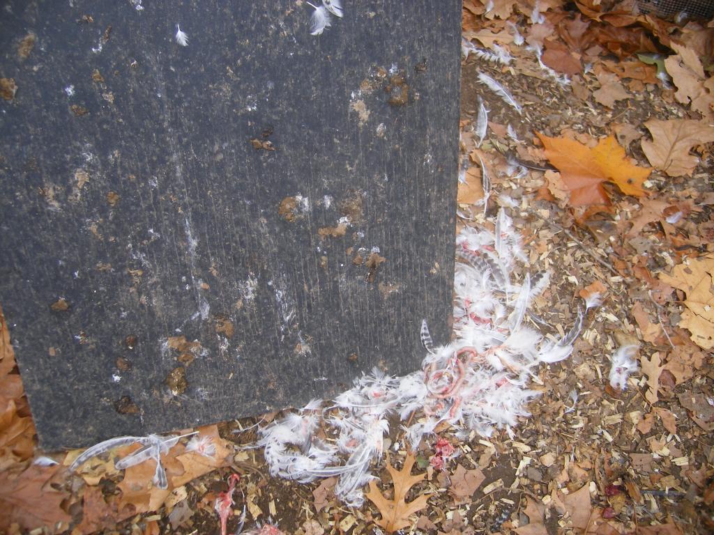 31282_10-26-2011hawk005.jpg
