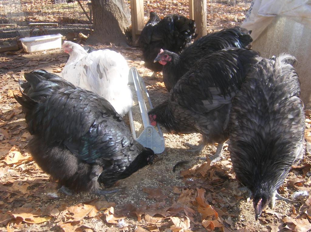 31282_11-10-2011orpsand010.jpg