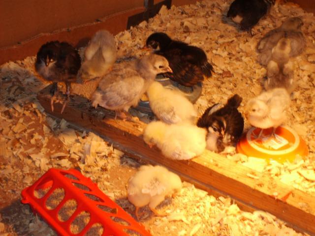 31282_11-13-09_chicks_growing_020.jpg