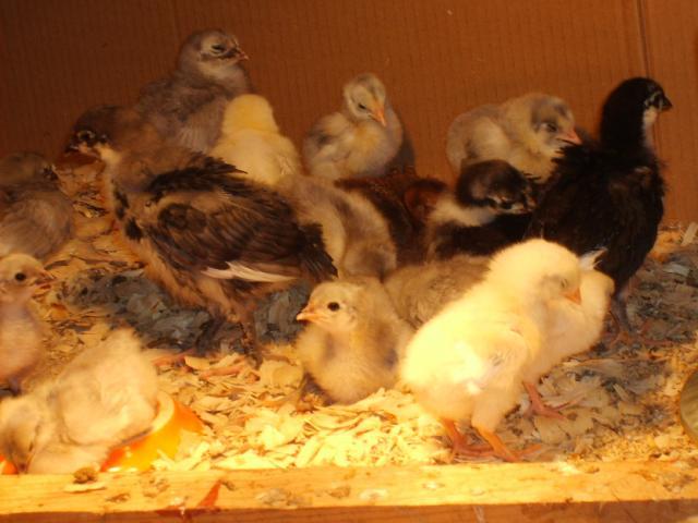 31282_11-13-09_chicks_growing_023.jpg