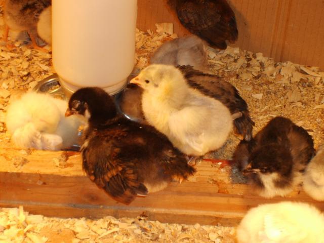 31282_11-13-09_chicks_growing_044.jpg