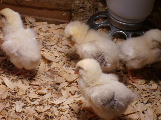 31282_11-13-09_chicks_growing_050.jpg