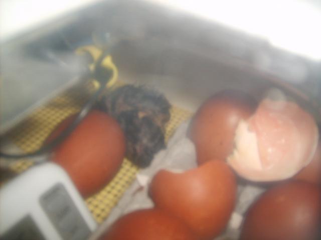 31282_12-20-09_hatch_marans_from_thom_dean_002.jpg