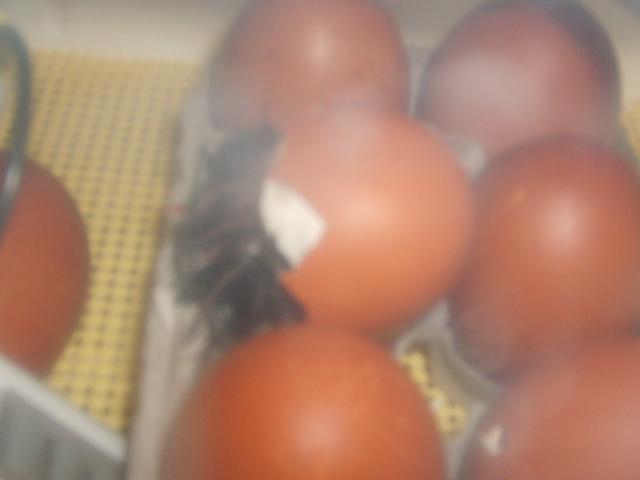 31282_12-20-09_hatch_marans_from_thom_dean_007.jpg