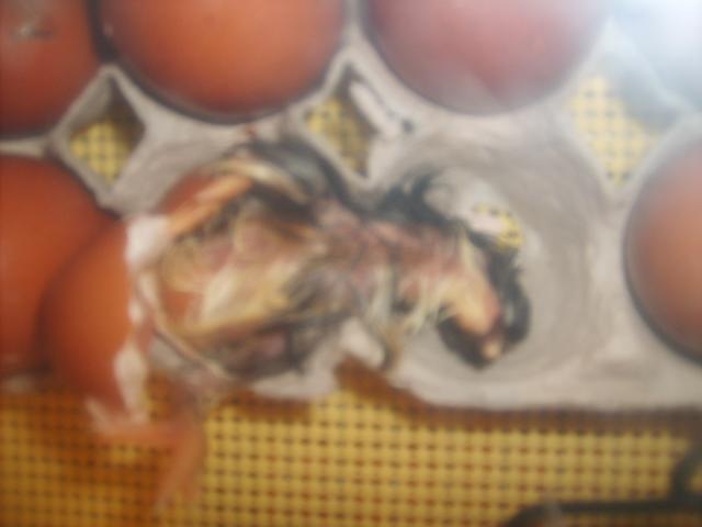 31282_12-20-09_hatch_marans_from_thom_dean_008.jpg