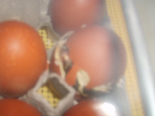 31282_12-20-09_hatch_marans_from_thom_dean_027.jpg