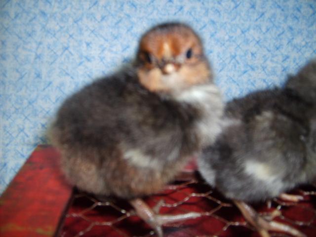 31282_12-24-09_hatch_dels_suedes_101.jpg