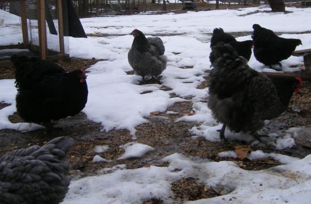 31282_2-15-2011_chicks_044.jpg