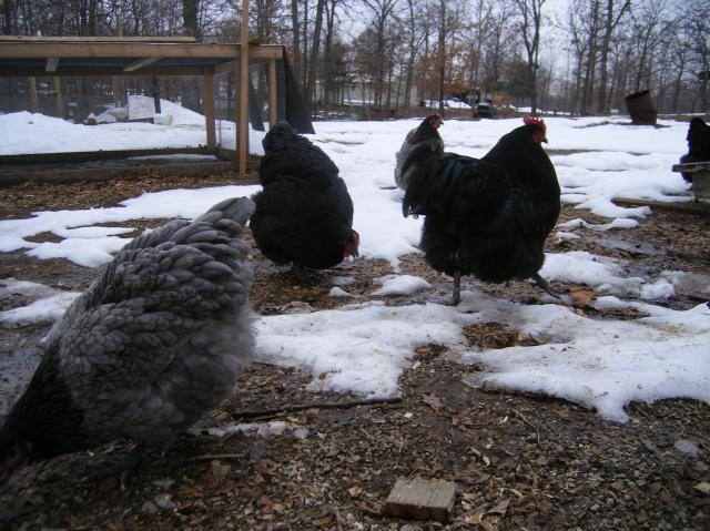 31282_2-15-2011_chicks_045.jpg