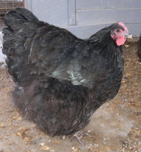 31282_2-15-2011_chicks_067.jpg