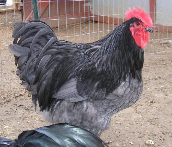 31282_2-15-2011_chicks_083.jpg