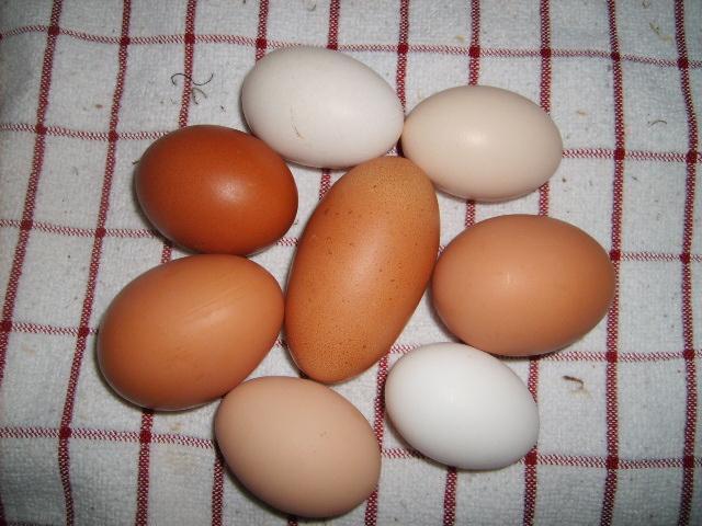 31282_2-19-10_eggs_set.jpg