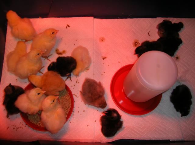 31282_2-23-2011_flock_001a.jpg