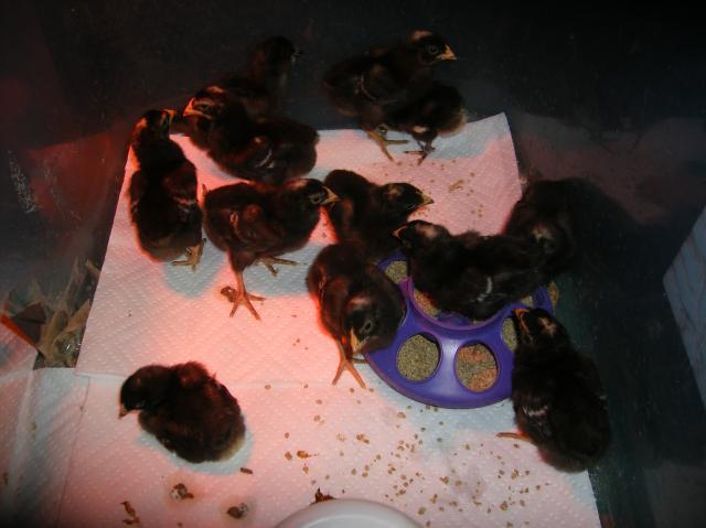31282_2-23-2011_flock_003a.jpg