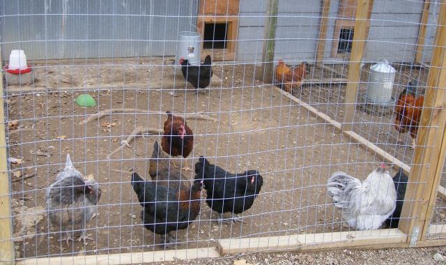 31282_2-23-2011_flock_012.jpg