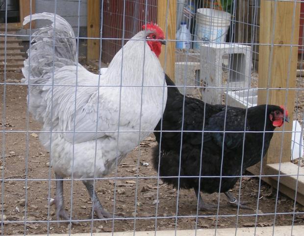 31282_2-23-2011_flock_018.jpg