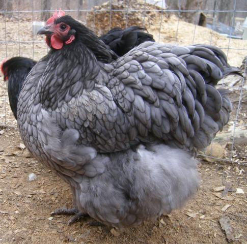 31282_2-23-2011_flock_035.jpg
