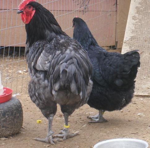 31282_2-23-2011_flock_041a.jpg