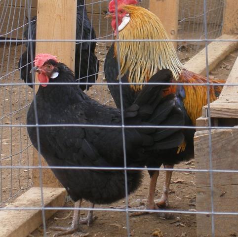 31282_2-23-2011_flock_044a.jpg