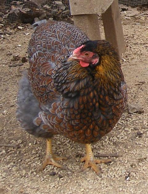 31282_2-23-2011_flock_048b.jpg