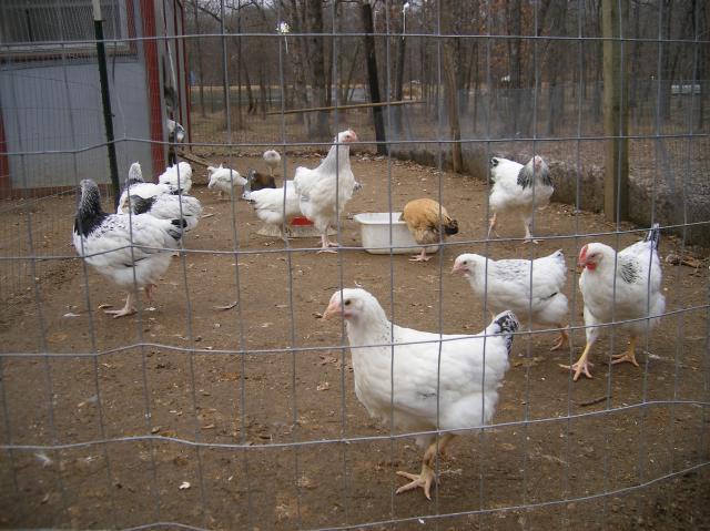 31282_2-23-2011_flock_052.jpg